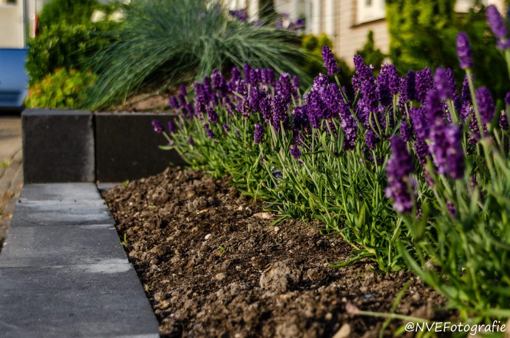 Tuinonderhoud Krimpen aan den IJssel